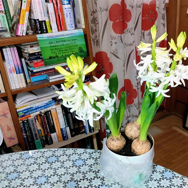 HP作成のお助けマンさん、昨晩は有難うございました .....